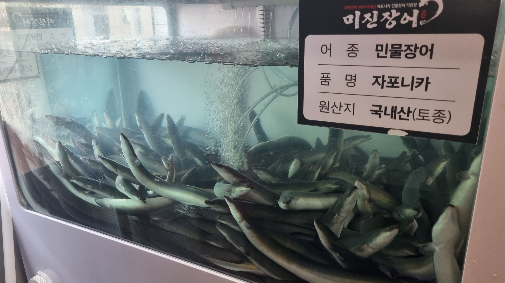 미진장어